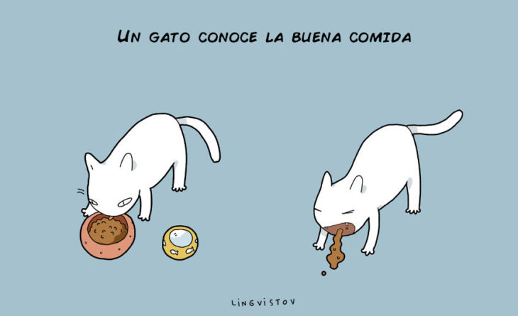 UN GATO CONOCE DE LA BUENA COMIDA