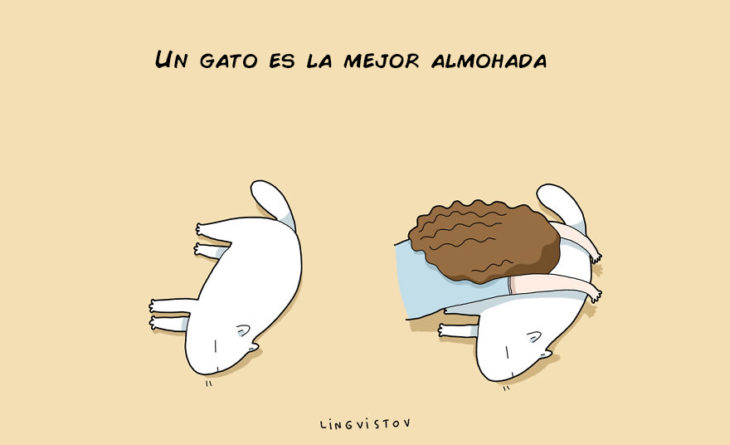 UN GATO ES LA MEJOR ALMOHADA