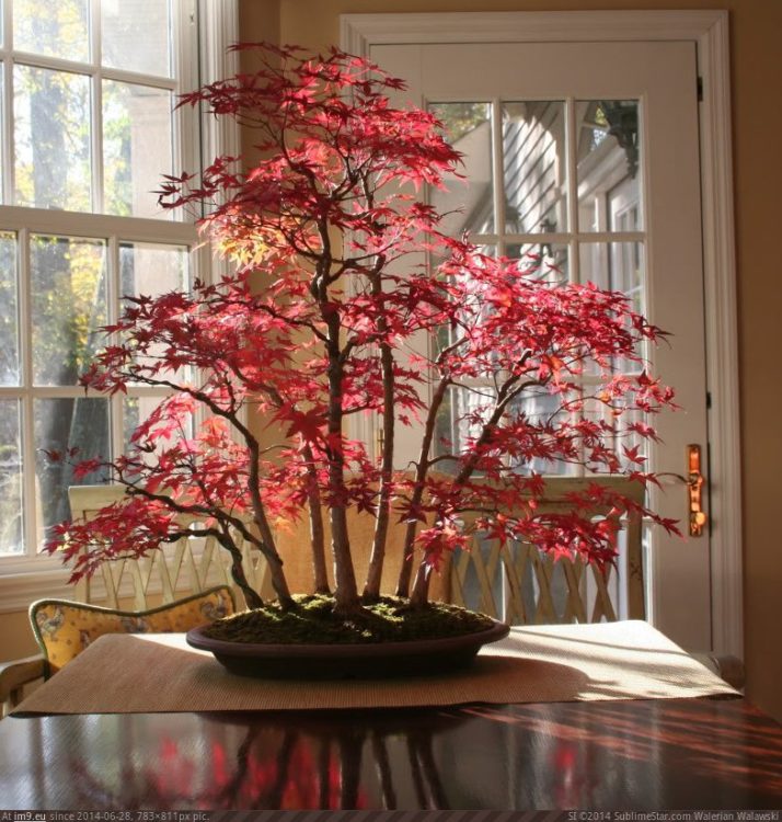 BONSAI DE HOJAS ROJAS