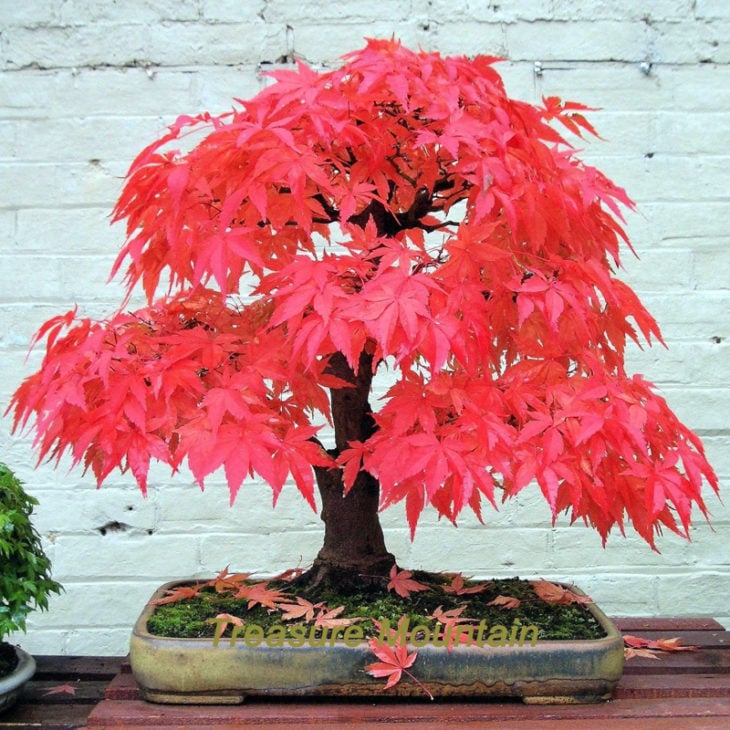 BONSAI ROJO MAPLE