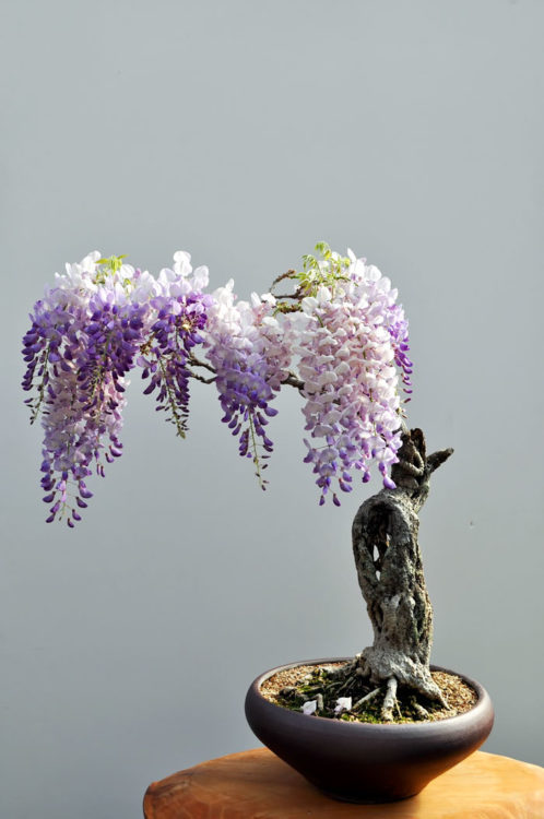 BONSAI MORADO