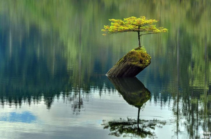 EL BONSAI MÁS HERMOSO RODEADO DE LA NATURALE