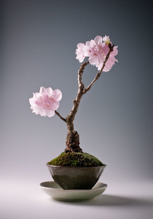 BONSAI CON CEREZO MINIATURA