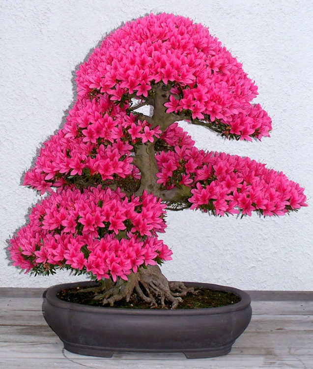 BONSAI DE FLORES FIUSHIA