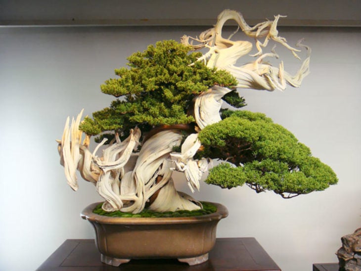 BONSAI MUY ANTIGUO