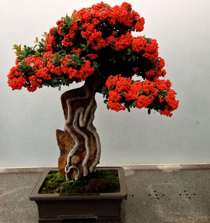 BONSAI DE FLORES ROJAS