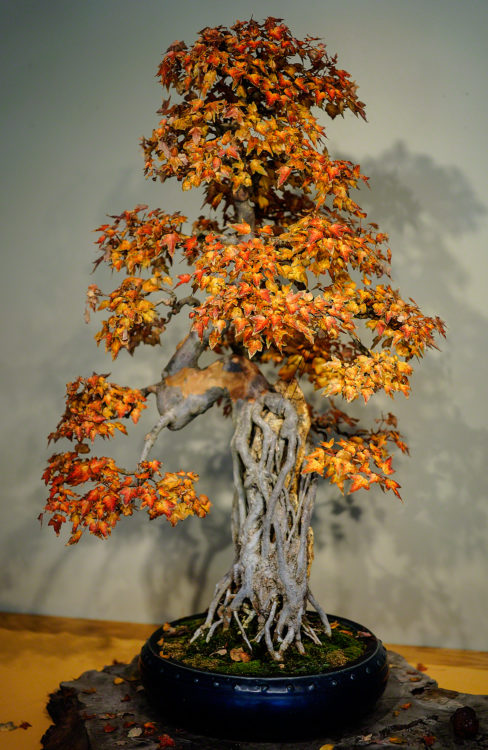 BONSAIR DE FLORES NARANJA