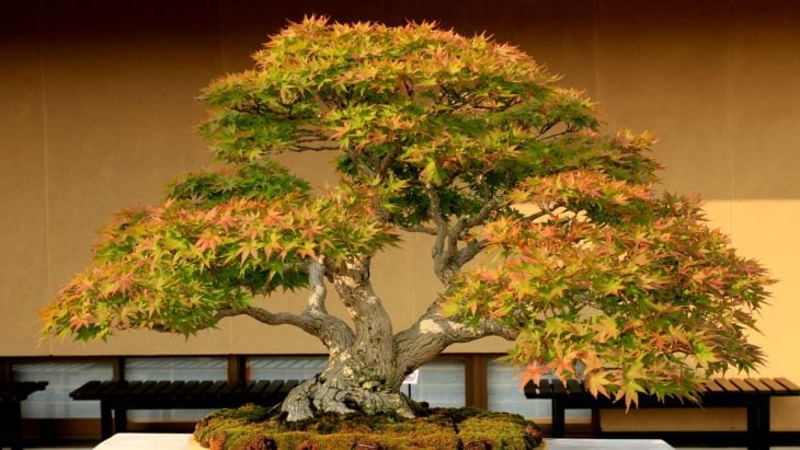 BONSAI DE MAPLE