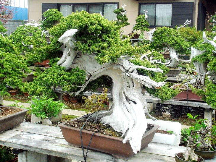 BONSAI DE GRANDES RAMAS