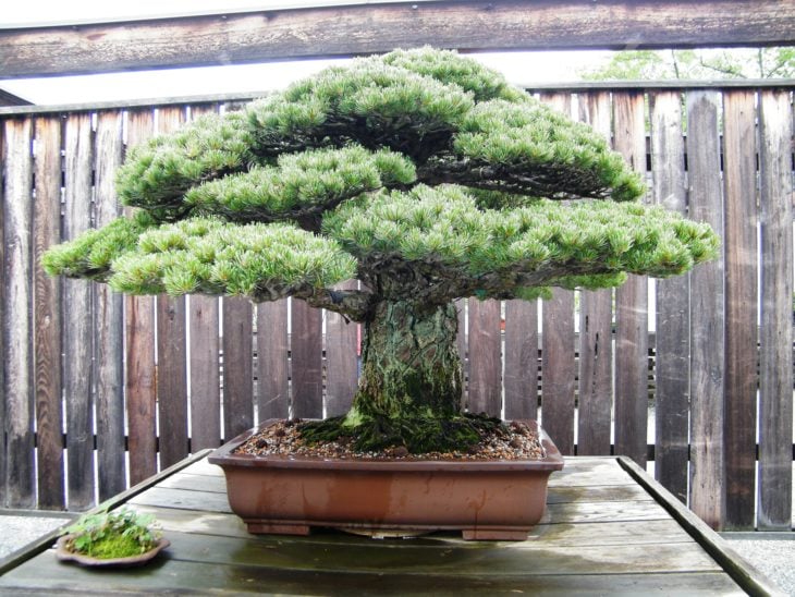 BONSAI GRUESO Y ANTIGUO