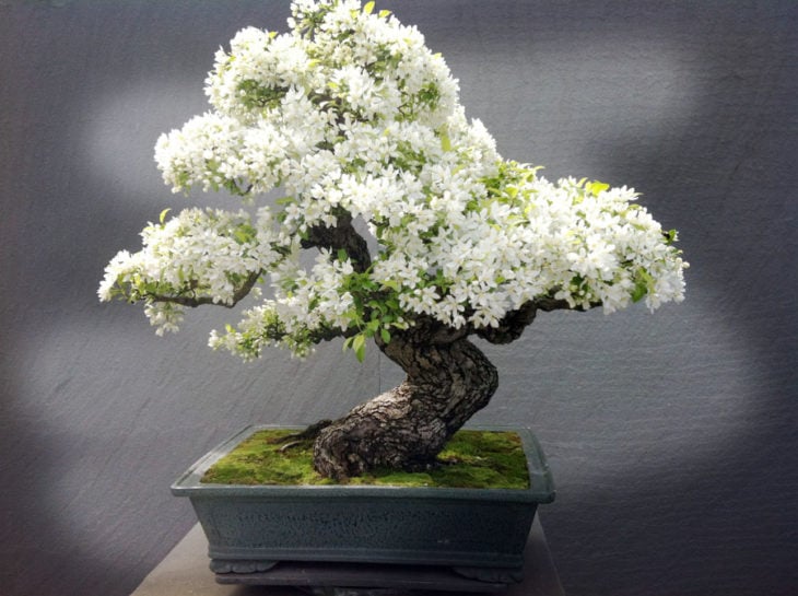 BONSAI DE MANZANO