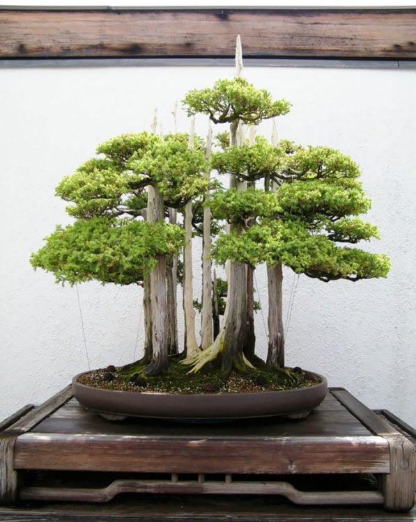 BONSAI DEL BOSQUE