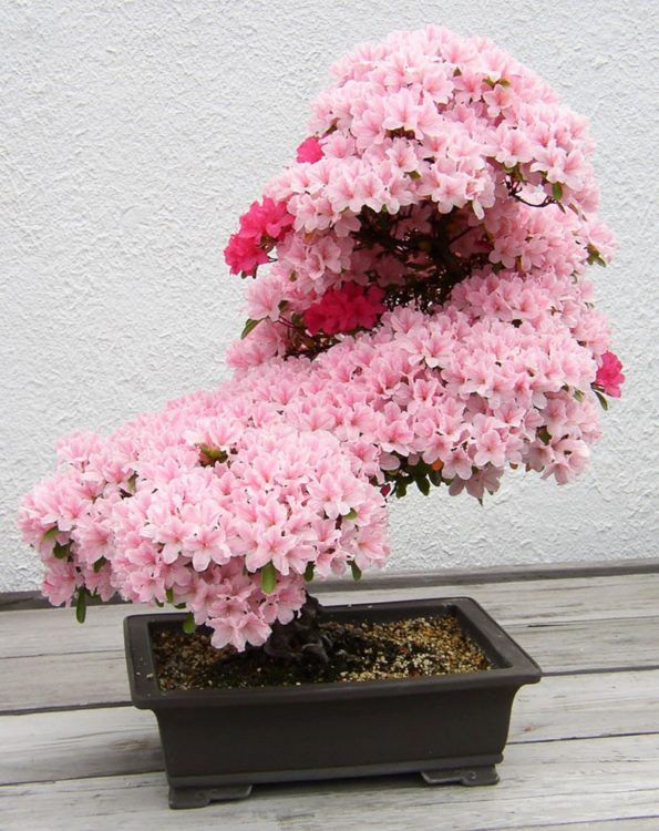 BONSAI DE AZALEA