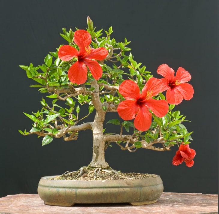 BONSAI CON GRANDES FLORES