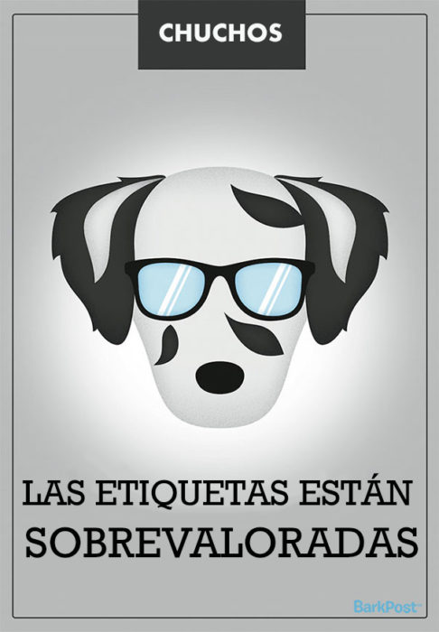 SLOGAN DE UN LABRADOR