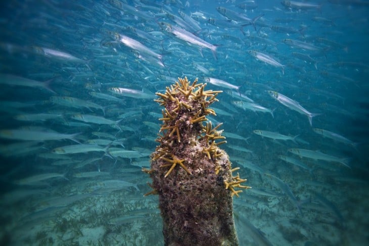 HOMBRE LLENO DE CORAL EN EL CUERPO