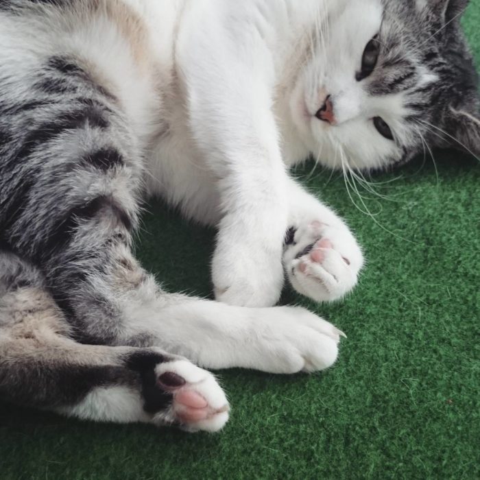 fotografía de un gato acostado sobre una superficie en color verde 