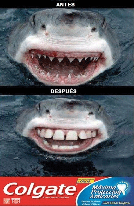 tiburon sonriendo