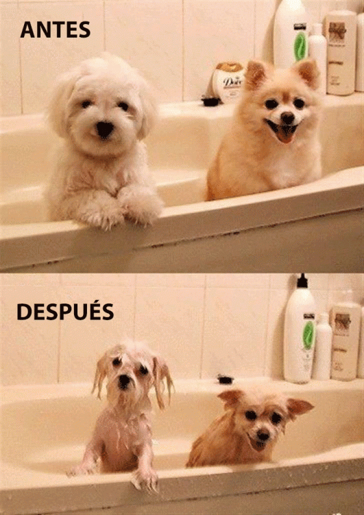 ANTES Y DESPUÉS DE PERRITOS AL SER BAÑADOS