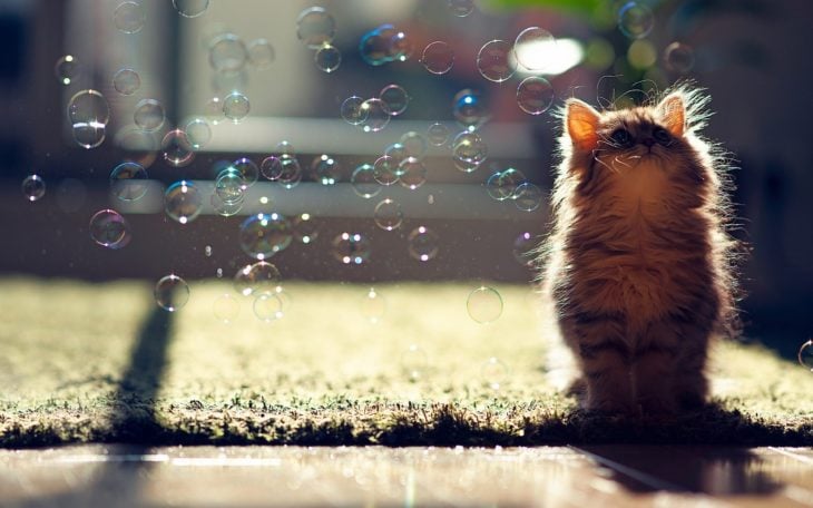 Fotografía de un gato bebé viendo burbujas 