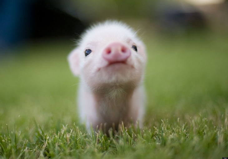 imagen de un pequeño cerdito sentado sobre el césped 