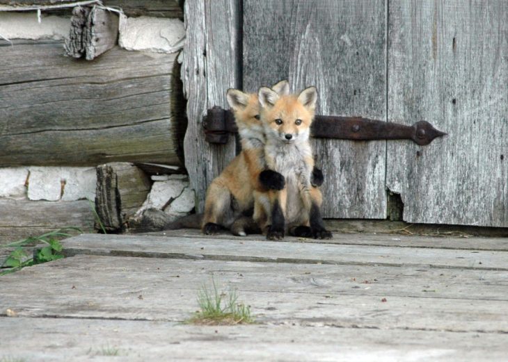 Foto de dos pequeños zorritos abrazados frente a una puerta de madera 