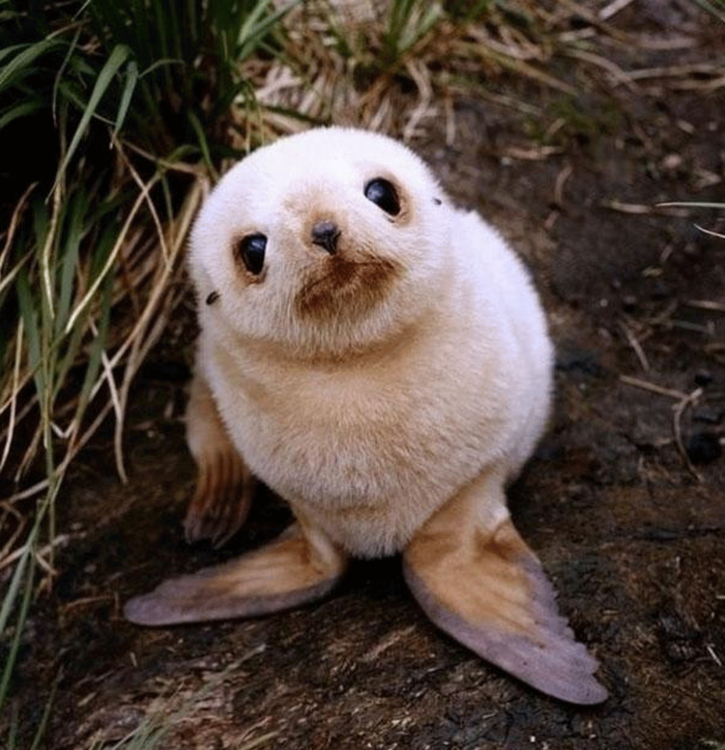 imagen de una pequeña foca bebé sentada en el suelo 