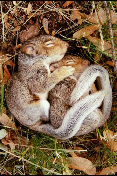 Foto de dos ardillas bebés dormidas en un hoyo 