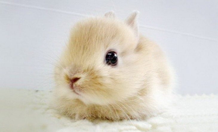 foto de un pequeño conejo bebé 