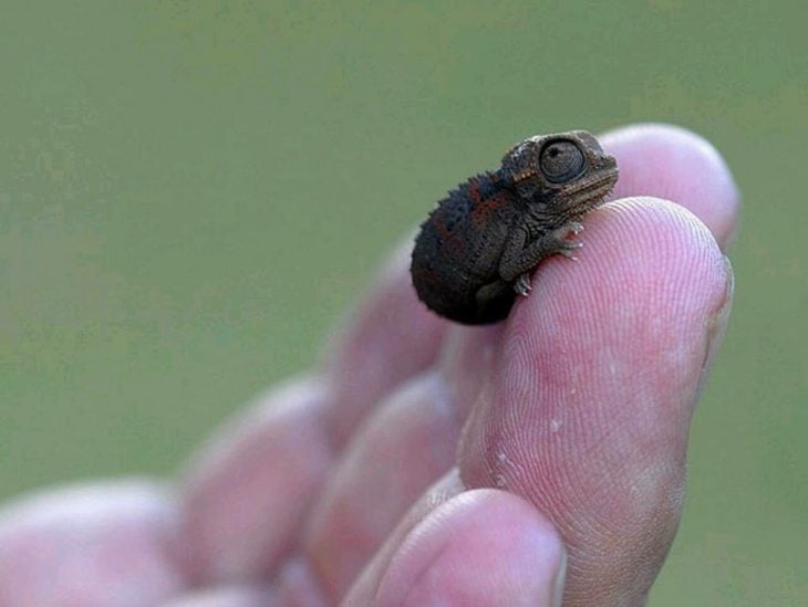 foto de un pequeño camaleón sobre la mano de una persona 
