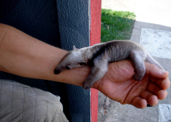 pequeño oso hormiguero acostado sobre el brazo de una persona 