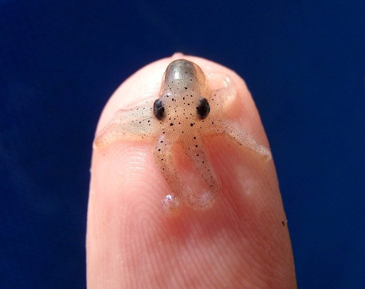 imagen de un pulpo bebé sobre el dedo de una persona 