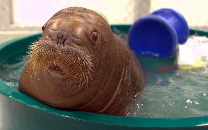 morsa bebé dentro de una tina llena de agua 