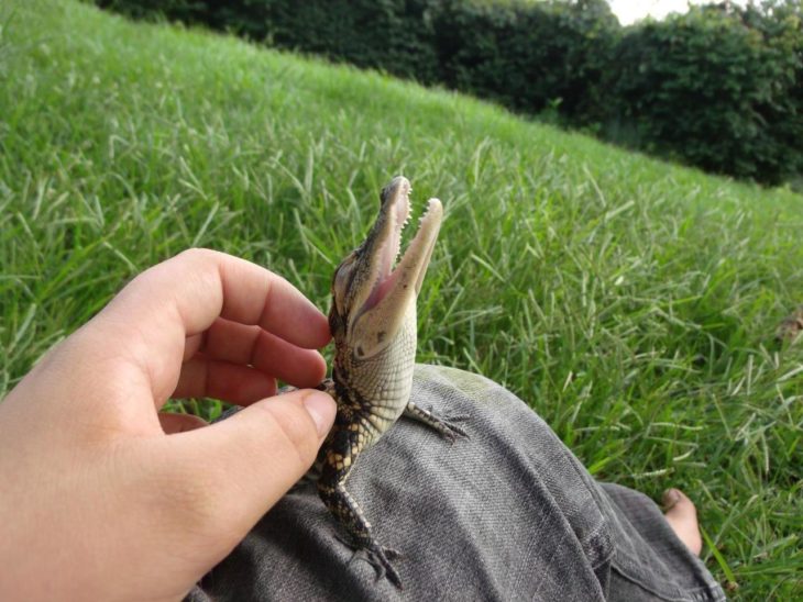 foto de un cocodrilo bebé en la pierna de un chico 