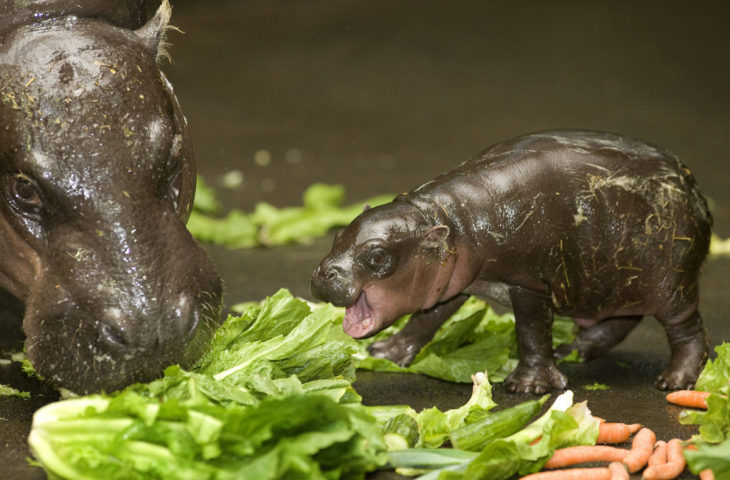 imagen de un hipopótamo bebé a lado de su madre 