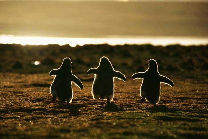 imagen de tres pingüinos corriendo al atardecer 