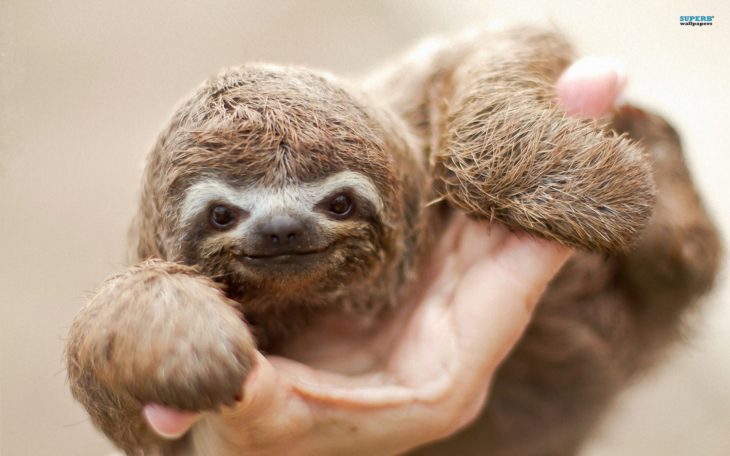 Foto de un perezoso bebé agarrado de la mano de una persona 