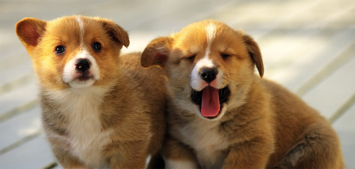 Fotografía de dos pequeños perritos bebés 