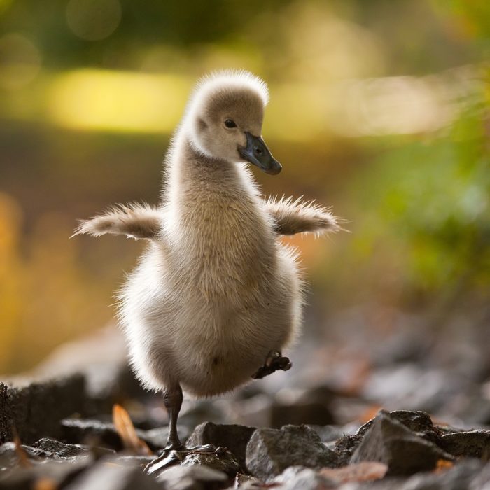 imagen de un pato mirando hacia la cámara 