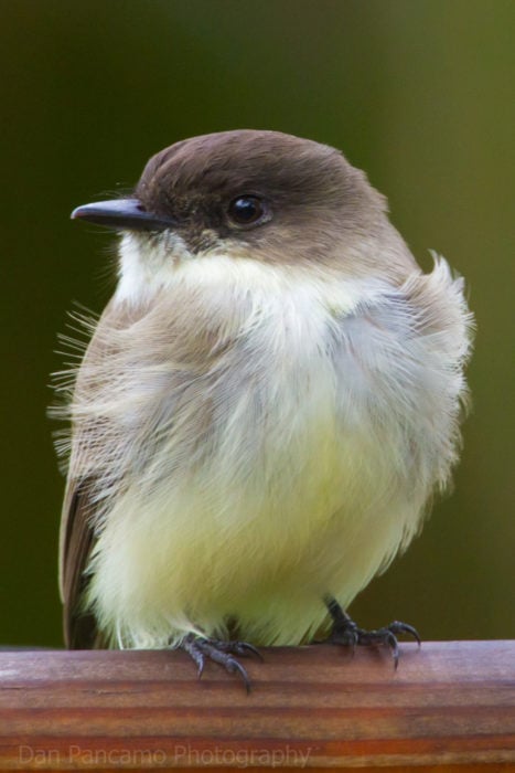 foto de un pequeño pájaro bebé