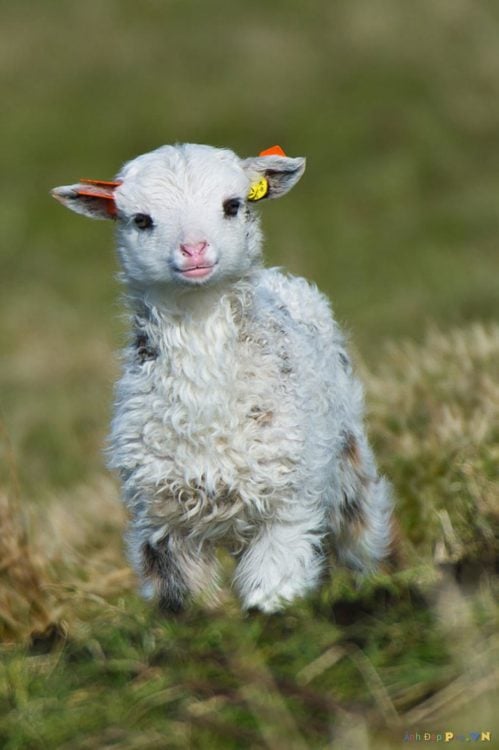 Fotografía de un borrego bebé corriendo por el pasto 