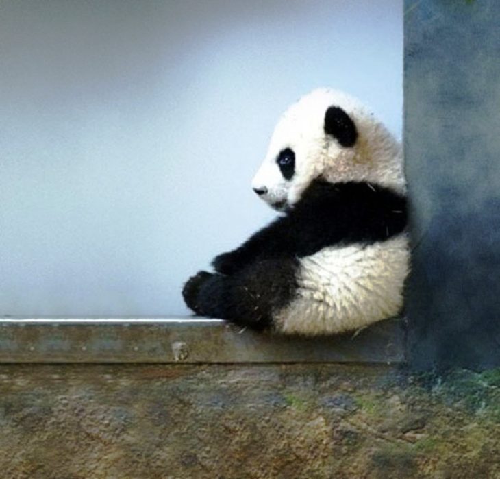 foto de un panda bebé sentado en una ventana 