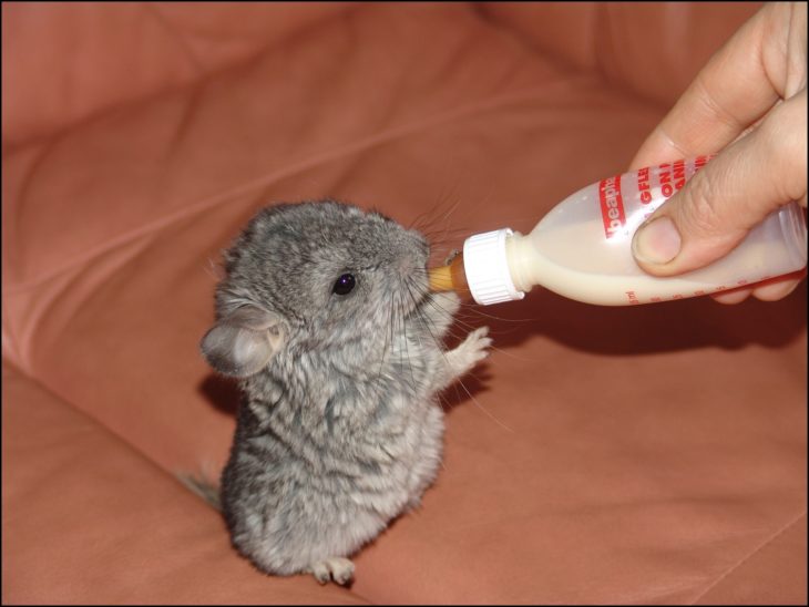 chinchilla bebé tomando biberón de la mano de una persona 