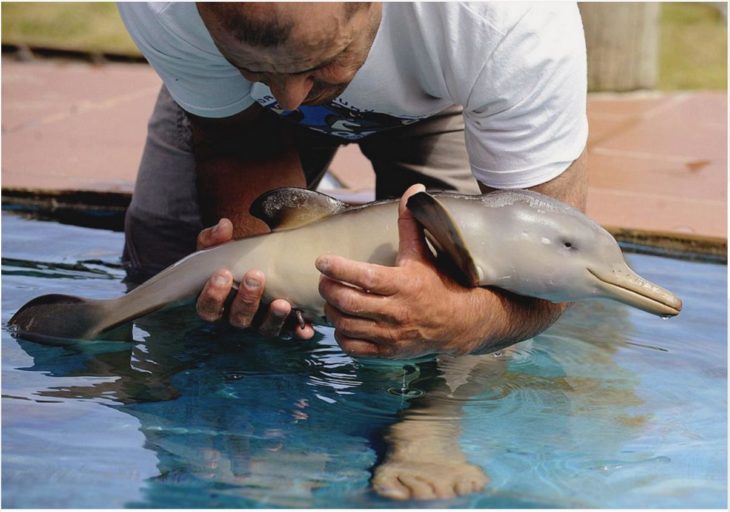 imagen de un hombre cargando a un pequeño delfín 