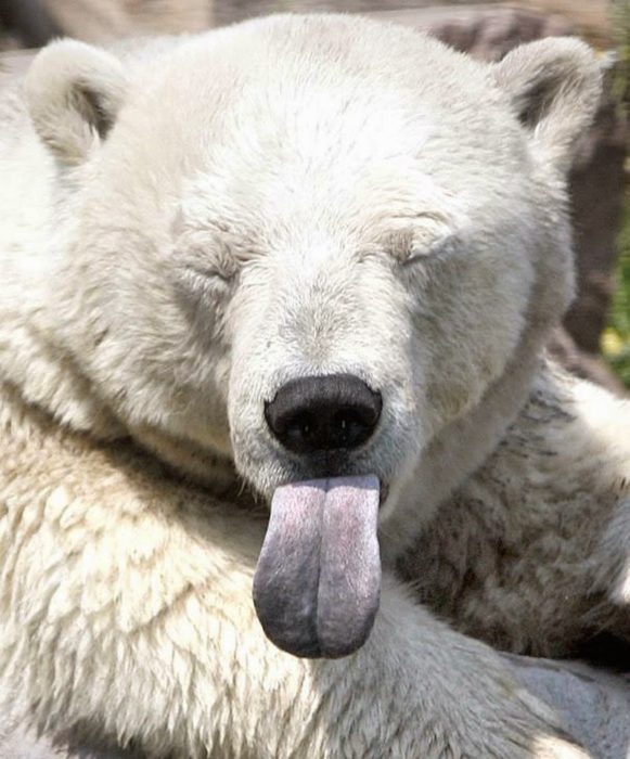 foto de un oso blanco con los ojos cerrados sacando la lengua 