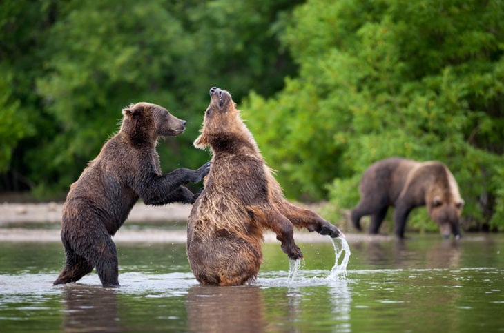 foto de un oso empujando a otro dentro del agua 