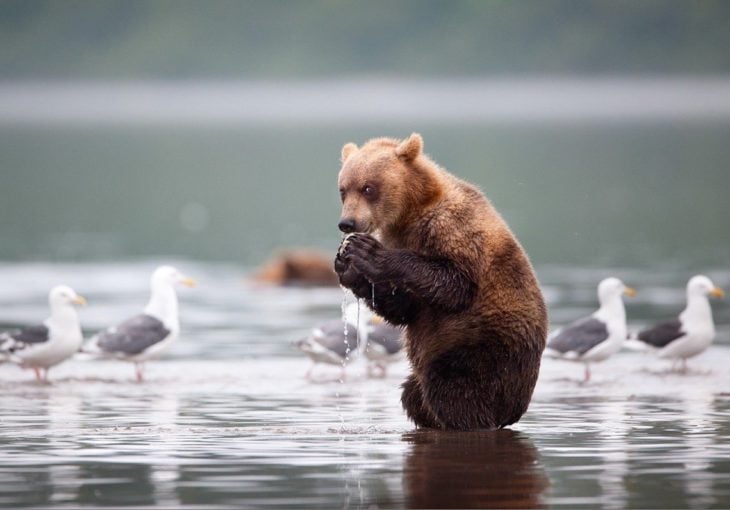 foto de un oso sorprendido comiéndose un pez 