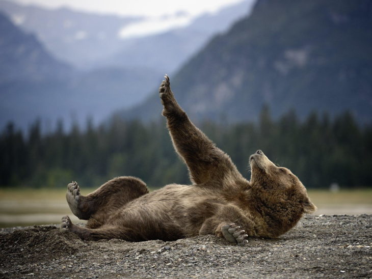 foto de un oso acostado sobre el suelo levantando una pata 