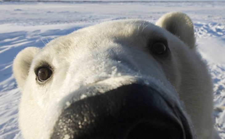 foto de la cara de un oso blanco muy cerca de la cámara 