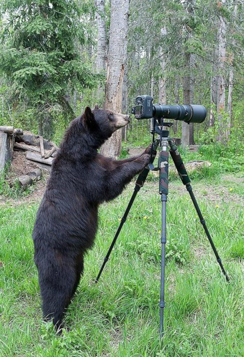 foto de un oso detrás de una cámara fotográfica 